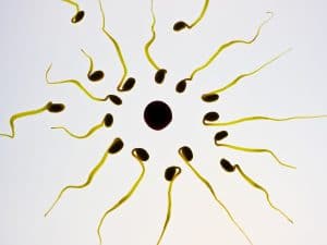 Sperm Motility