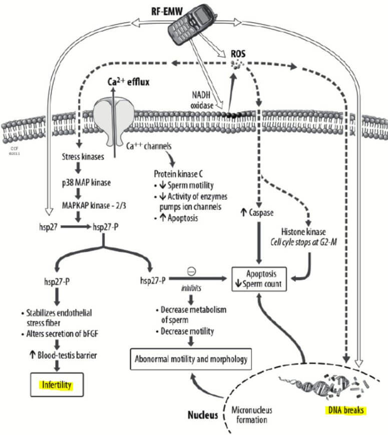 Diagram of EMF phone damage